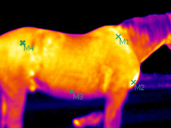Thermal Imaging for Pets and Farm Animals