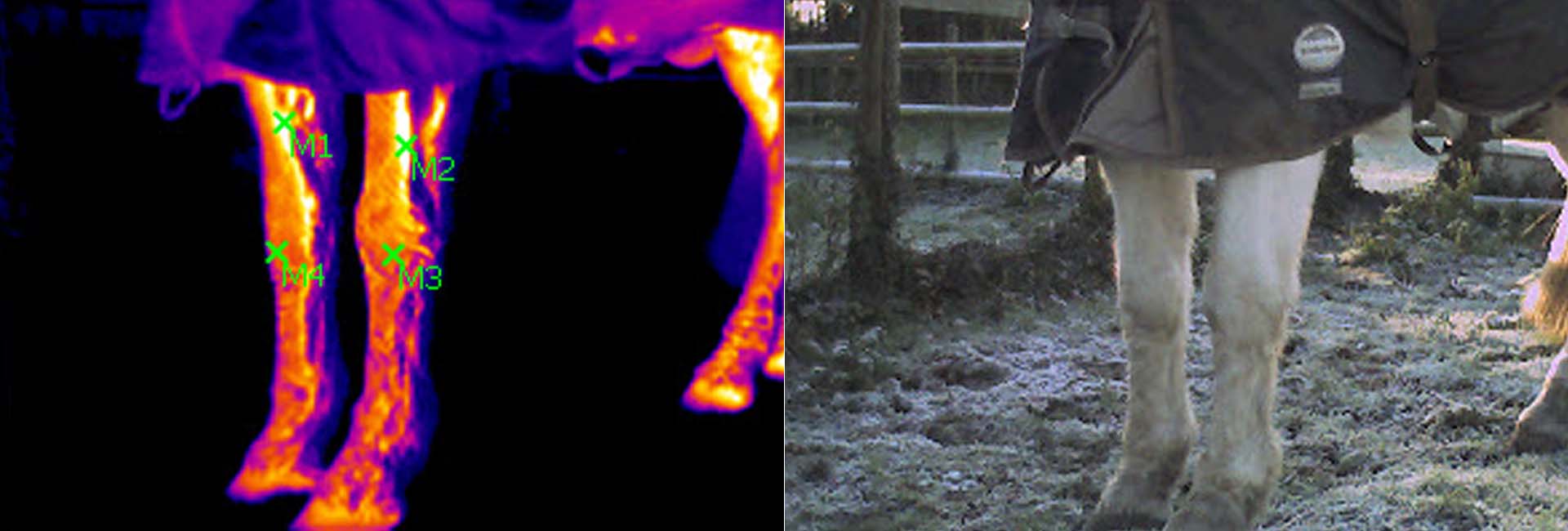 Thermal Imaging Diagnostics for Pet and Farm Animals